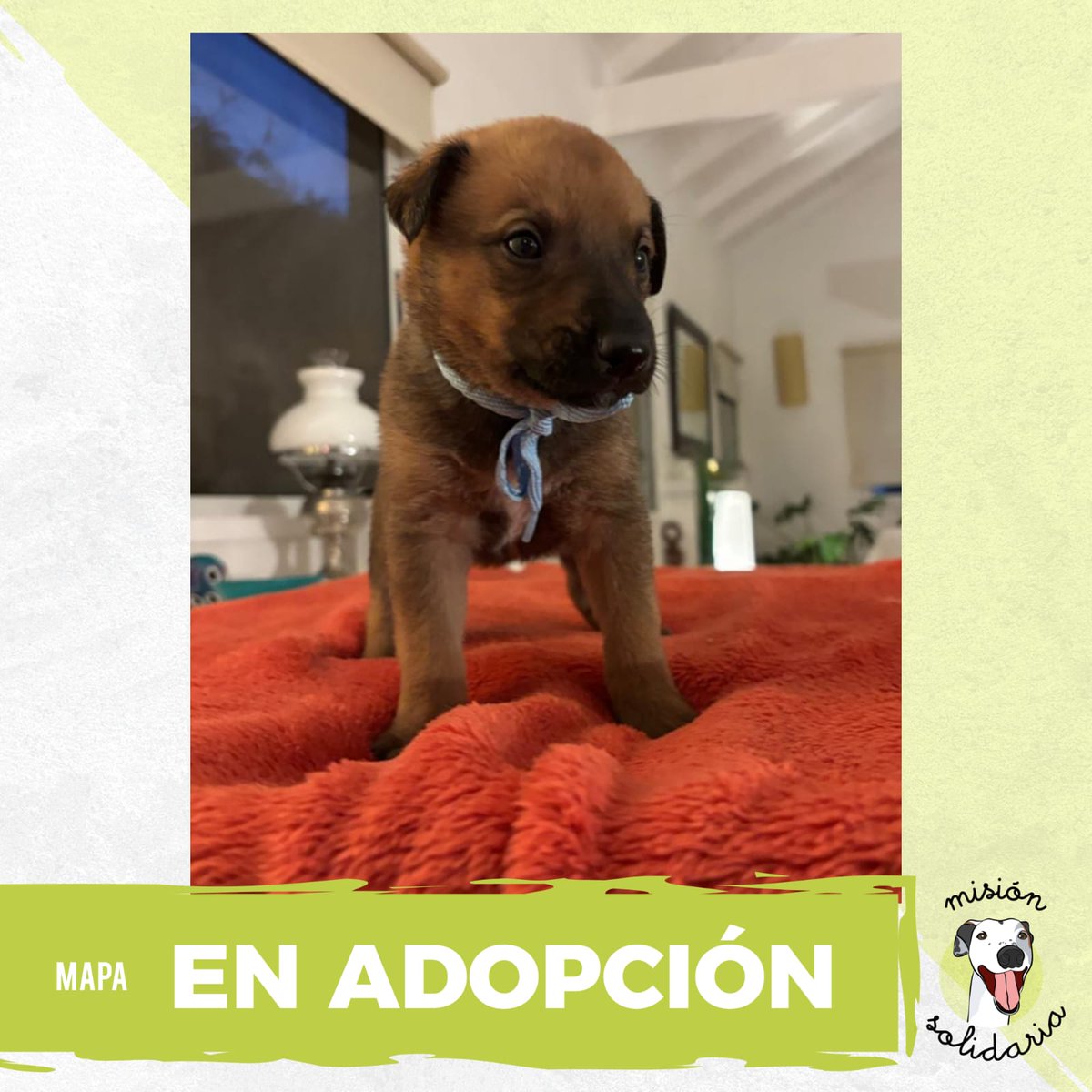 Puchi (@lagarzasosa_) on Twitter photo Mapa tiene 45 dias. Su mamá es una galga y su papa no se sabe pero estimamos que será de tamaño mediano/grande.
Queres adoptarlo? Escribime!
misionsolidariatwitter@gmail.com
Asunto: Me falta un mapa para mañana mamá
Rt porfa Mapa tiene 45 dias. Su mamá es una galga y su papa no se sabe pero estimamos que será de tamaño mediano/grande.
Queres adoptarlo? Escribime!
misionsolidariatwitter@gmail.com
Asunto: Me falta un mapa para mañana mamá
Rt porfa