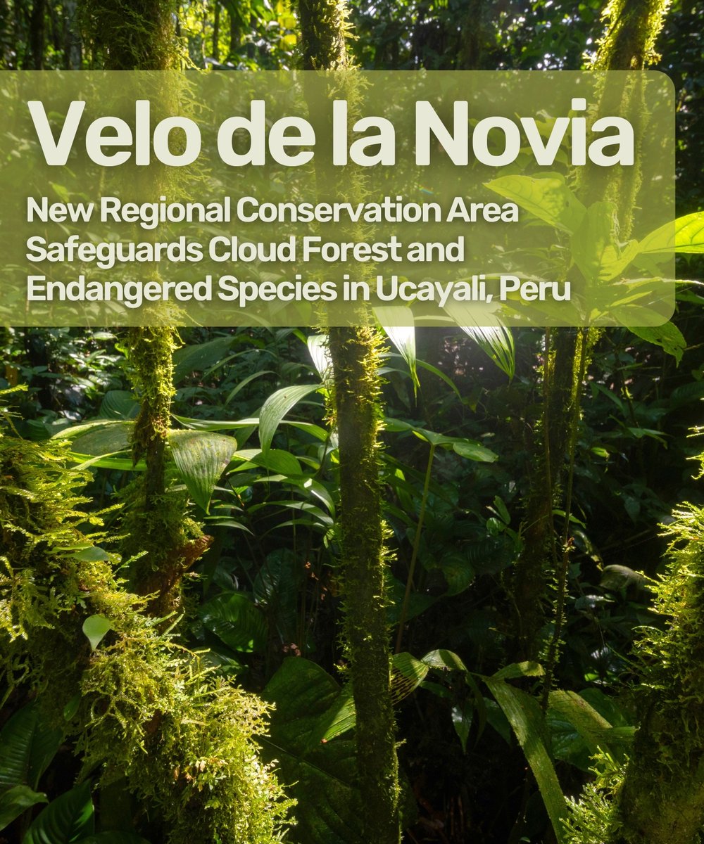 🎉 We are thrilled about the establishment of the Velo de la Novia Regional Conservation Area (RCA) which safeguards cloud forest and endangered species in Ucayali, Peru.

⏩ Read more here: andesamazonfund.org/news-blog/new-…