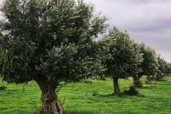 ProfDrYavuzKaya's tweet photo. Zeytin katliamı 
vatana ve insanlığa ihanettir. https://t.co/lCuNxRL0Dr