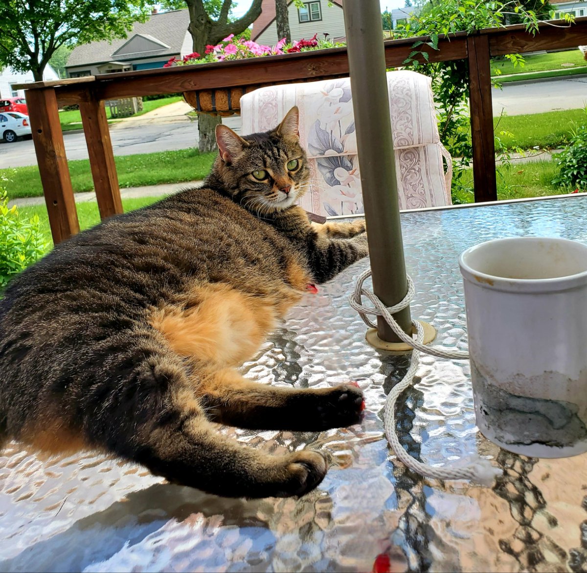 BM1531's tweet image. Tiger joins mommy for her morning coffee ritual.