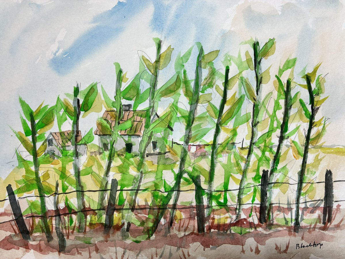 blacktopart's tweet photo. “Early Corn”
“Just tall enough to whisper in the breeze—Early Corn catches that tender moment between seed and stalk, with old homesteads watching through the rows. #Watercolor #KenGentleArt #SouthernScenes” 🌽🎨 https://t.co/DNgrsRqw99