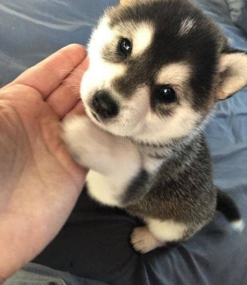 EmilyGeorg54894's tweet photo. My Pet 🐕❤️‍🩹 https://t.co/yDoqmol2Zl