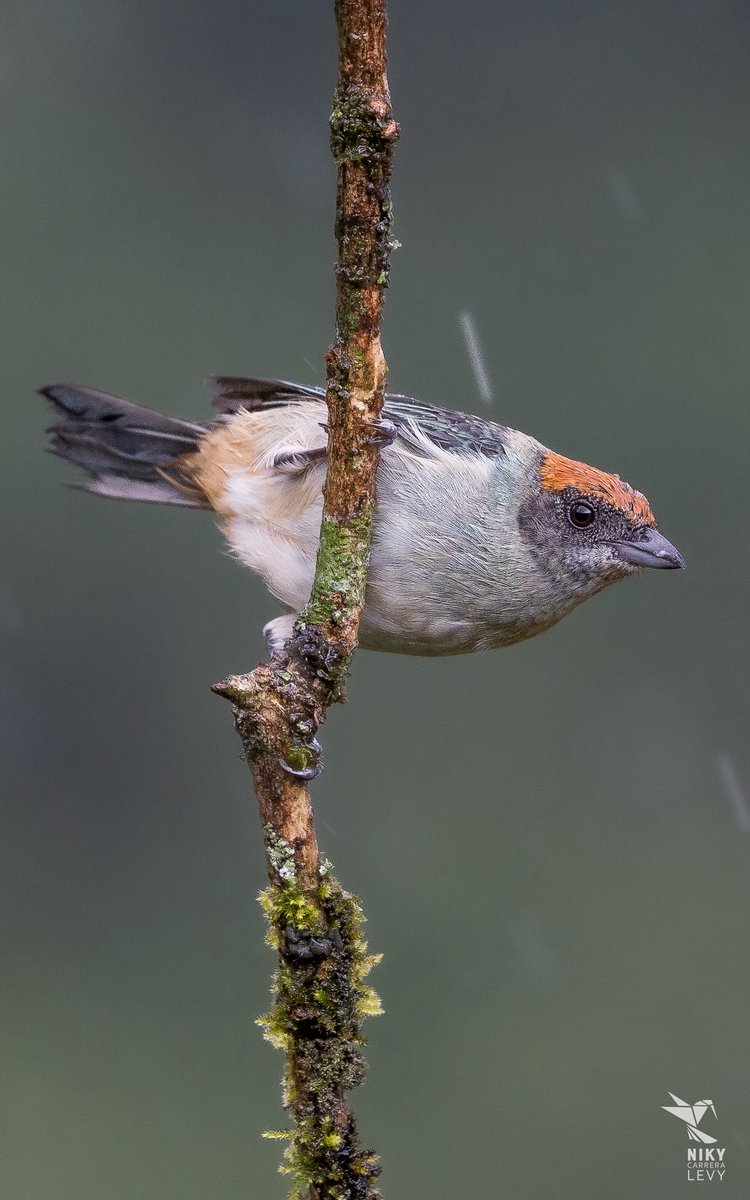 #Tangaras no cantan como las Mirlas ,
pero su presencia armoniza el bosque.
Las tángaras son pinceladas vivas,
que mueven semillas, despiertan flores
y pintan equilibrio sobre las ramas.
A veces, el color también tiene voz.

Tangara Rastrojera
Stilpnia vitriolina (CE)

#Birds