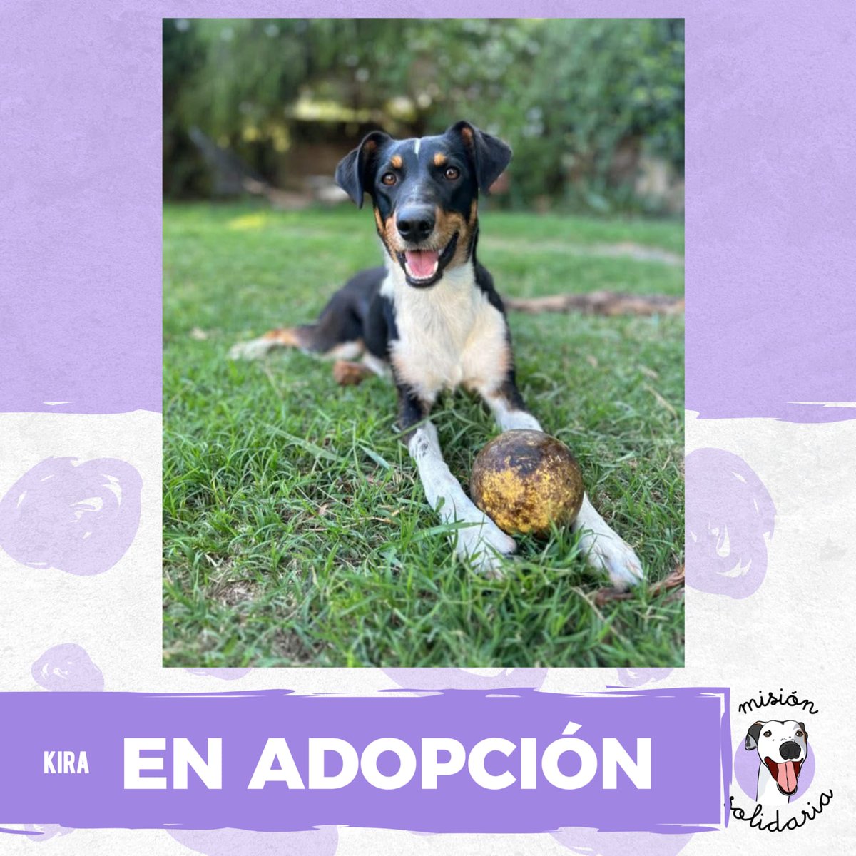 Kira tiene 2 años. Está castrada, desparasitada y vacunada. No se lleva muy bien con otros perros pero espera una familia que la llene de amor para toda la vida.
Queres adoptarla? Escribime!!
ZONAS CABA Y GBA
misionsolidariatwitter@gmail.com
Asunto: Yo quiero a Kira
RT porfa