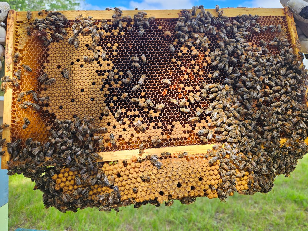 Drone City!! Drones (males) have one purpose in life. It's not protection, it's not hunting, and it's not opening the pickle jar. They are born, hang out eating till maturity then off to mate where they die from the process. 
What a life.