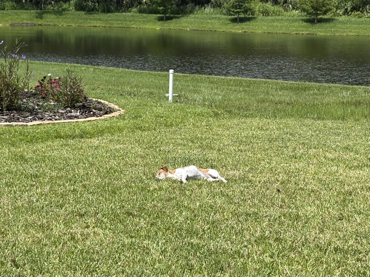 My dude likes to go out into the yard just so he can sleep in the grass. ❤️