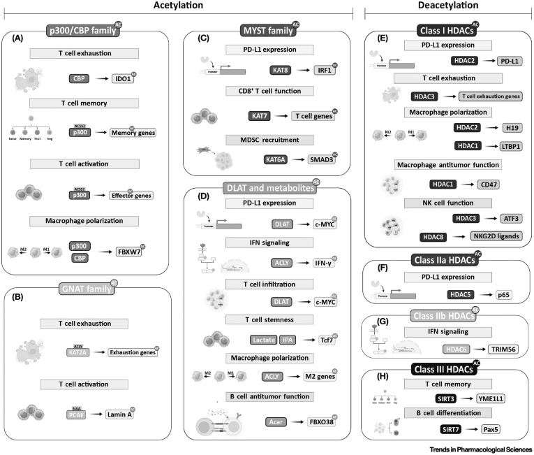 TrendsinPharma's tweet image. Protein acylations in cancer immunity: effects and therapeutic opportunities dlvr.it/TLSwSl