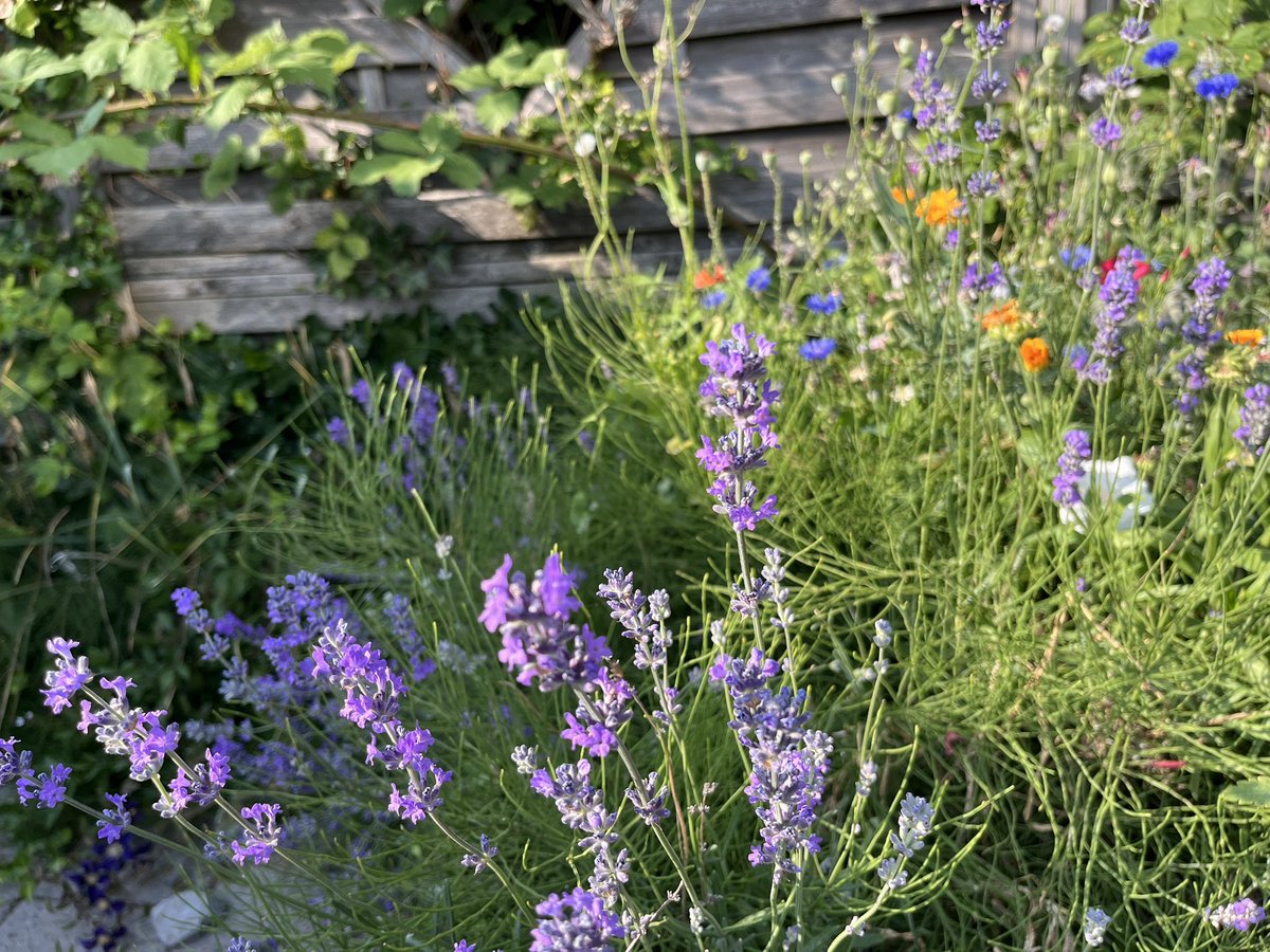 #mojvrt❤️ #mygarden #mijntuin #monjardin #moghairdín #мојврт #ჩემიბაღი💜 #ilmiogiardino #schiedam #holland