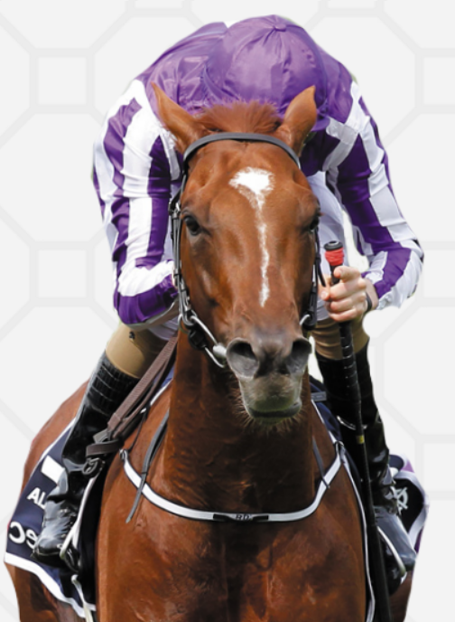 In 2025, Australia has proven his versatility as a sire with two major wins: Lambourn's Derby victory at a mile and a half, and Cercene's Coronation Stakes triumph at a mile.