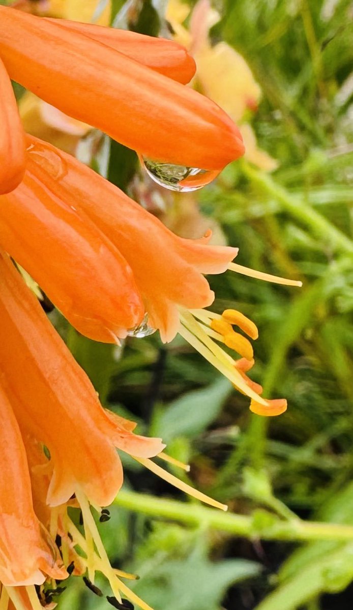 Right, I’m getting ready to go out - under duress, because who really wants to go to a formal function in weather like this? But needs must ….

Please assume I love all your posts/photos if I don’t get caught up 🙏🏻

In the meantime, here’s a wee bright one for #FlowersonFriday
