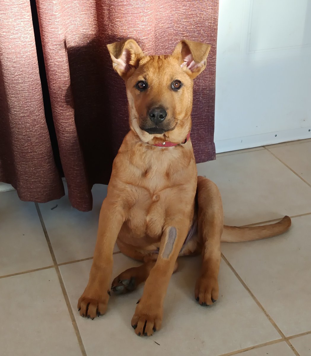 Jako, de 3 meses, en adopción responsable. Se encuentra desparasitado y vacunado. Será de tamaño grande. Se lleva bien con otros perritos. Sufrió mucho, por lo que ahora merece un hogar lleno de amor y cuidados. Si deseas darle ese hogar, comunícate al +56932905831.
#Valparaíso