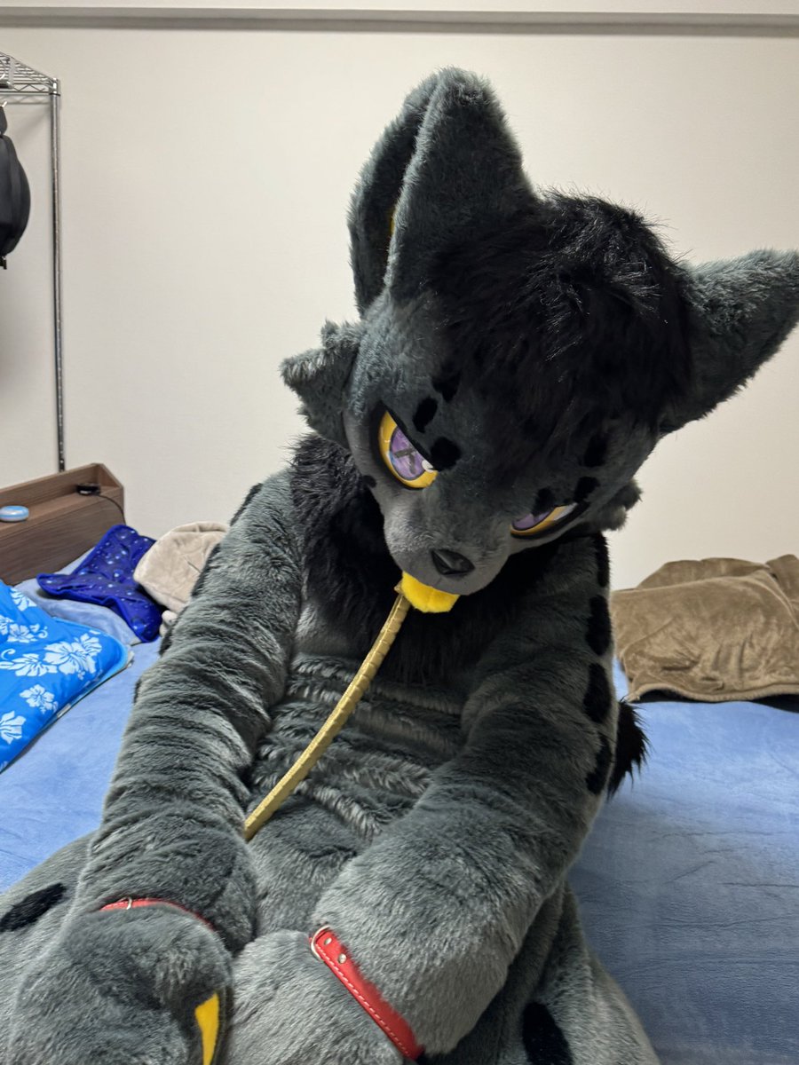 乖乖坐着呢w
 #FursuitFriday