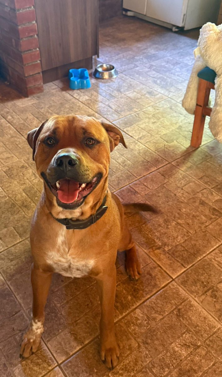 Buenos días les desea Klauss desde su día de pijamada real.
Dato en #LaSerena 
Los mejores!! en IG <a href="/huellitas/">HUELLITAS</a>.delvalle 

Klauss ya va hace un año, el amor, cariño, dedicación, el espacio es bello, siguen la rutina que tienen en casa

100% recomendados!!