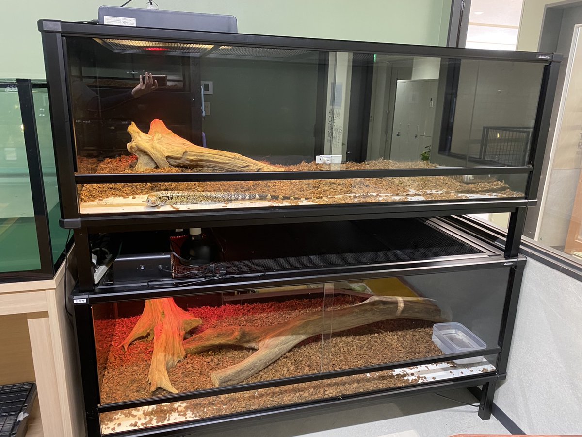 Rc studio ｱｰﾙｼｰｽﾀｼﾞｵ 爬虫類ｹｰｼﾞﾒｰｶｰ tweet media