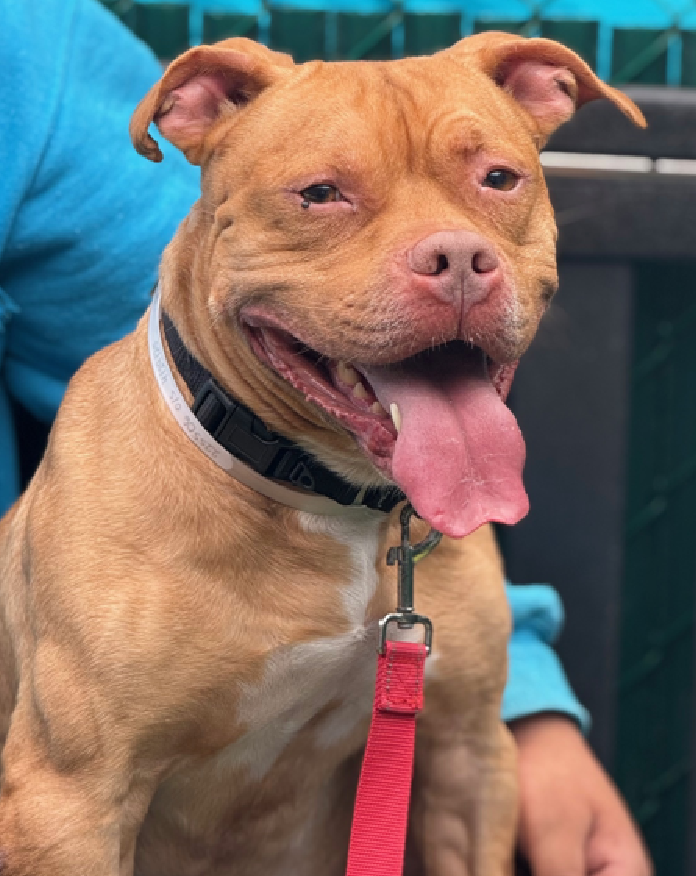 NMBewitched's tweet photo. Do you remember Champ? 
Arrived scared
But our Champ has started to shine
https://t.co/vWDnnrvAQR
#AdoptMe 

Looking for a patient home 
Give him time to relax
Plentiful toys 
Loves to explore &amp; adventures 
Be gentle, life has not been easy for this good boy
A velcro gent https://t.co/Hlv2M0DwAx