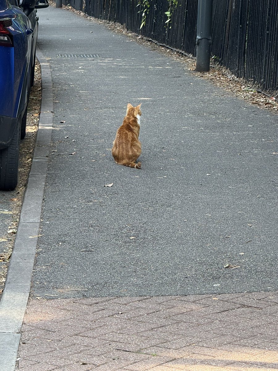 Waiting for the ice cream van to spend my pocket money 

I’m hoping for a Triple-scoop of Mice Cream:
Dreamie Ripple Delight, Sardine Salted Caramel, and Sneaky Rodent Swirl.

With Tuna Drizzle sauce &amp; Kibble Crumble 

#icecream #CatsOfTwitter
