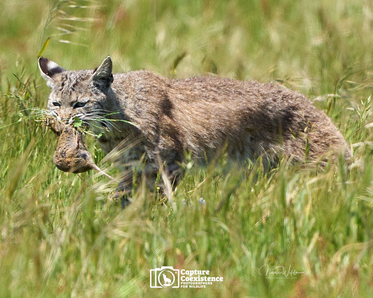 Participants in wildlife killing contests often try to justify these cruel events by calling them “wildlife management.” In reality, they target the very animals who are natural managers of thriving ecosystems.

Join #CaptureCoexistence: loom.ly/7VoiRFs

📷 Nicole Wilde