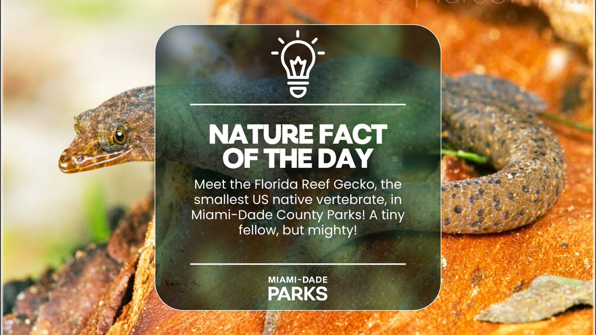 The Florida Reef Gecko is the smallest native vertebrate in the US! Find this tiny gecko in coastal hammocks and pinelands of extreme southern Miami-Dade Parks.

#SmallestButMighty #Reptiles #LiveAParkLife #GreatOutdoorsMonth