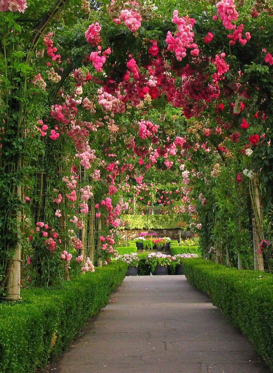 Rose-covered archway of Rosa gallica (English roses) in David Austin Rose Gardens in Shropshire, England, UK  🏴󠁧󠁢󠁥󠁮󠁧󠁿 🇬🇧