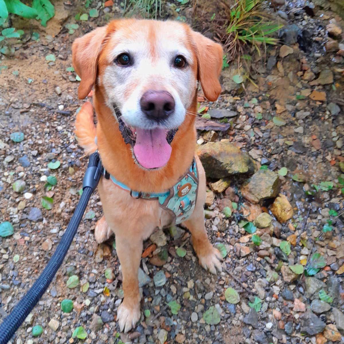 SOS Abuelos (@sosabuelos1) on Twitter photo #Asturias
Contacto: adopta@masquechuchos.org
<a href="/Masquechuchos/">MÁS QUE CHUCHOS</a>
Tiene 11 años, es un labrador abuelo, y aunque su cuerpo ya camina más lento, su corazón late con la fuerza de un cachorro que aún espera su final feliz.
No le interesa correr detrás de pelotas.
Le interesa dormir #Asturias
Contacto: adopta@masquechuchos.org
<a href="/Masquechuchos/">MÁS QUE CHUCHOS</a>
Tiene 11 años, es un labrador abuelo, y aunque su cuerpo ya camina más lento, su corazón late con la fuerza de un cachorro que aún espera su final feliz.
No le interesa correr detrás de pelotas.
Le interesa dormir