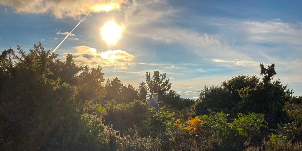 As temperatures continue to rise please remember that the #NewForest is a no BBQ or fires zone. This includes the use of cooking stoves and campfires which are also banned. 
 
For more information on fire safety in the Forest visit bit.ly/406fmYv.

🙏