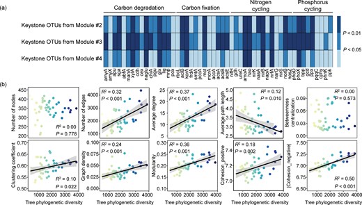 JPlantEcol's tweet image. 【EDITOR&apos;S CHOICE】 
#TreePhylogeneticDiversity (TPD)🌳 ➡️ #MicrobialCommunity facets and functions 

Results:  
TPD ⬆️ → 
1️⃣ Soil fungal alpha diversity ⬆️, bacterial alpha diversity ➖; 
2️⃣ #SoilMicrobialNetwork complexity and stability ⬆️.

doi.org/10.1093/jpe/rt…