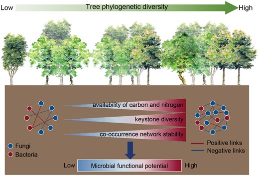 JPlantEcol's tweet image. 【EDITOR&apos;S CHOICE】 
#TreePhylogeneticDiversity (TPD)🌳 ➡️ #MicrobialCommunity facets and functions 

Results:  
TPD ⬆️ → 
1️⃣ Soil fungal alpha diversity ⬆️, bacterial alpha diversity ➖; 
2️⃣ #SoilMicrobialNetwork complexity and stability ⬆️.

doi.org/10.1093/jpe/rt…