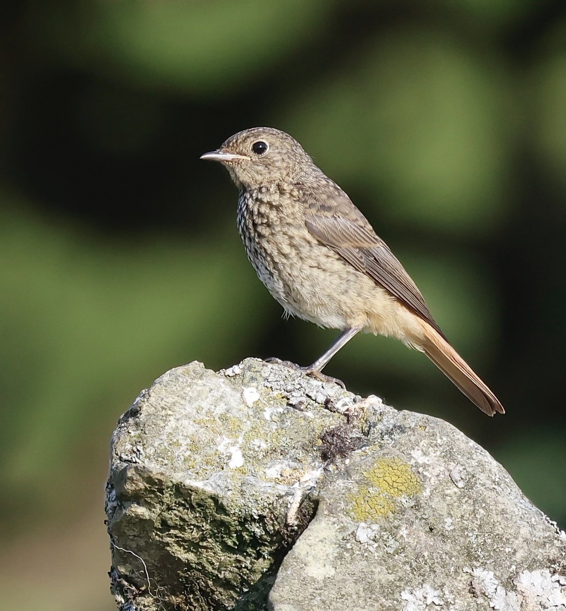 stevesando1's tweet image. Juvenile Common Redstart on
Bodmin moor this morning.
@CBWPS1 @UKRedstarts #birdphotography #birds #birding #NaturePhotography #wildlifephotography