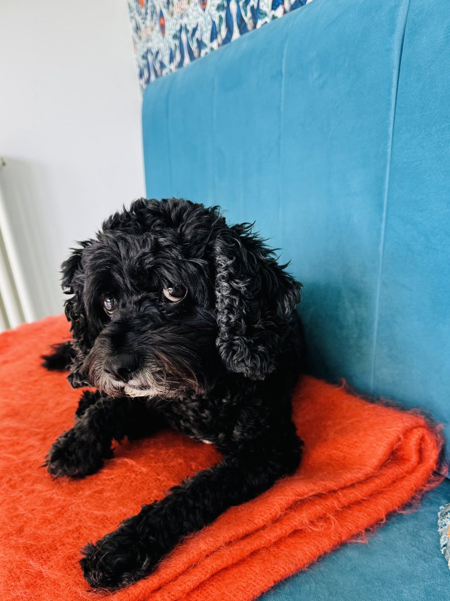 Vera_pooch's tweet image. Walk …. In this heat 🥵 you mad Hoomam 🩷 #Vera🐶
#DogsOnX
#TwinsiesOnTwitter
 #Summer