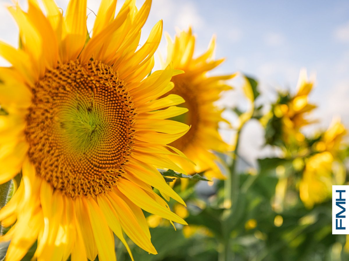 FMHins's tweet image. 🌞 Did you know that today is the longest day of the year? We say bring on the summer sun, our energy source for crop growth and outdoor summer activities! #FirstDayOfSummer #GrowingSeason