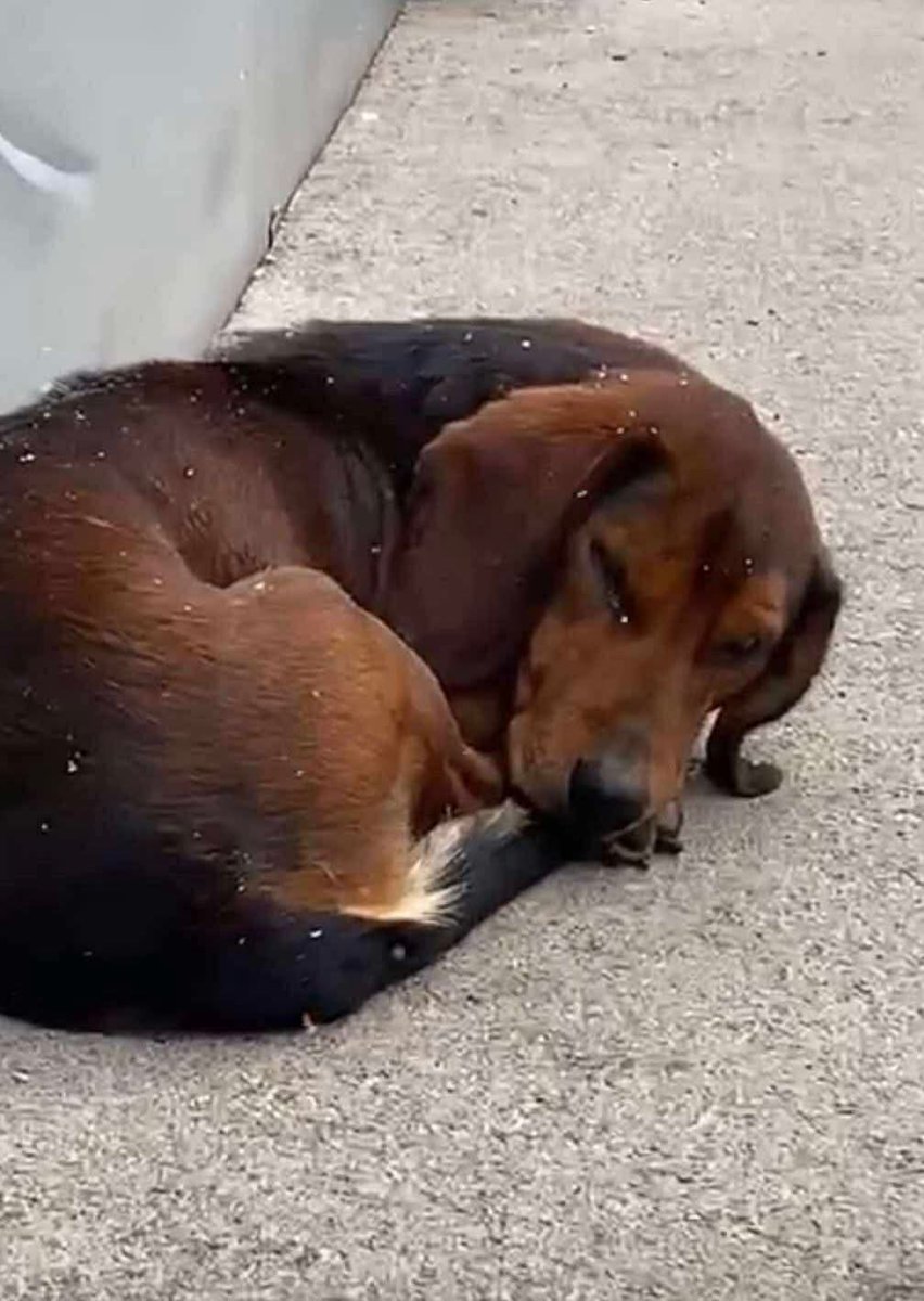 Second Chance Dog Rescue tweet media