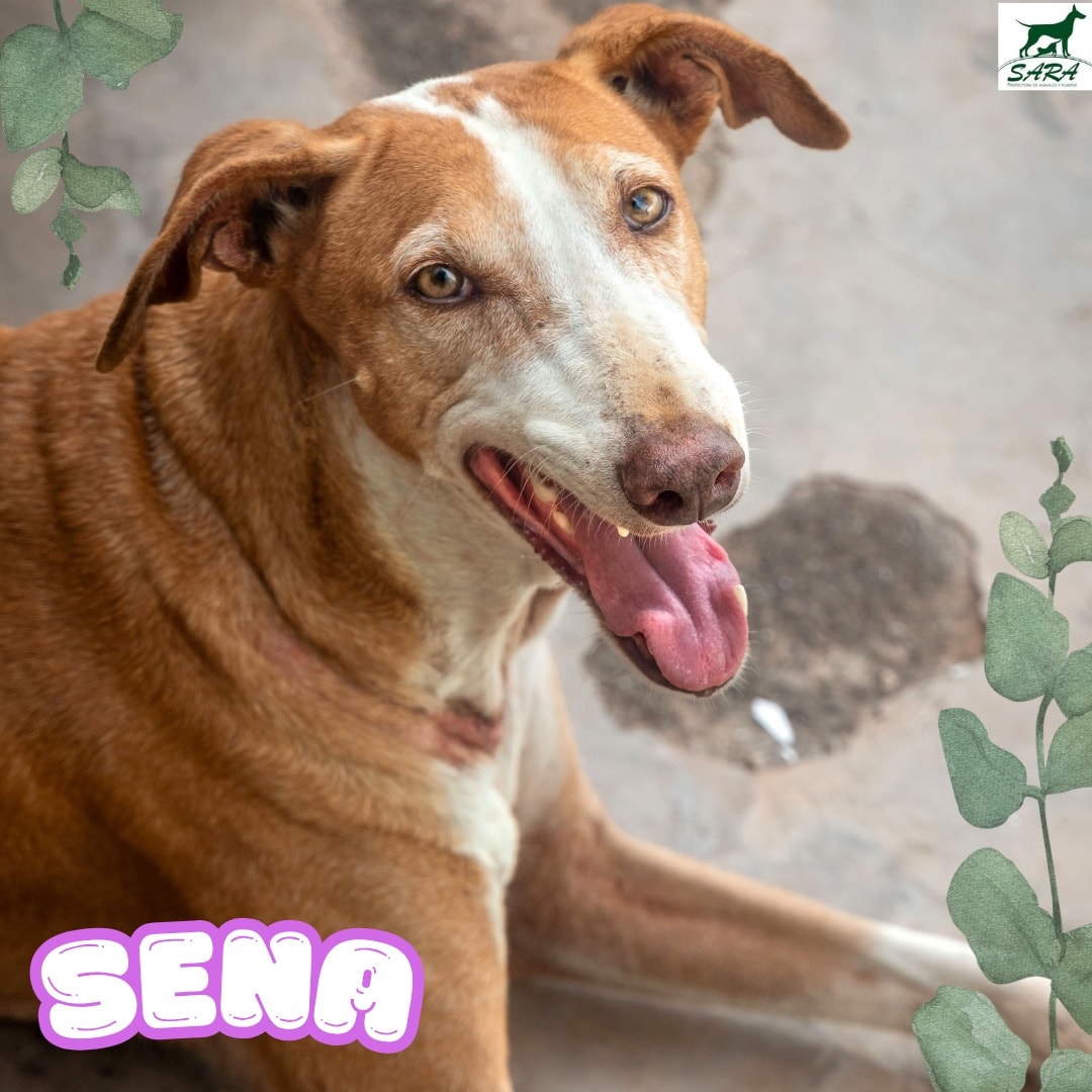SOS Abuelos (@sosabuelos1) on Twitter photo #Lanzarote
Contacto; 928 17 34 17 // info@sara-lanzarote.eu
#SENA, la abuelita de las mil sonrisas
Lleva dos años esperando una oportunidad.
Es tranquila, dulce, algo teatrera cuando pasea (sí, ladra a otros perros), pero en realidad se lleva bien con todos.
Sena no necesita #Lanzarote
Contacto; 928 17 34 17 // info@sara-lanzarote.eu
#SENA, la abuelita de las mil sonrisas
Lleva dos años esperando una oportunidad.
Es tranquila, dulce, algo teatrera cuando pasea (sí, ladra a otros perros), pero en realidad se lleva bien con todos.
Sena no necesita