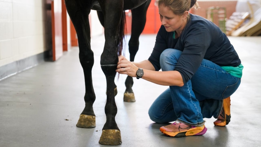 New study pinpoints key proteins in #horse joint fluid that may help detect &amp; treat #equine #osteoarthritis early. Using advanced proteomics, CVM researchers found markers like alpha-2-macroglobulin differed between healthy &amp; #arthritic joints. Learn more: vet.cornell.edu/about-us/news/…