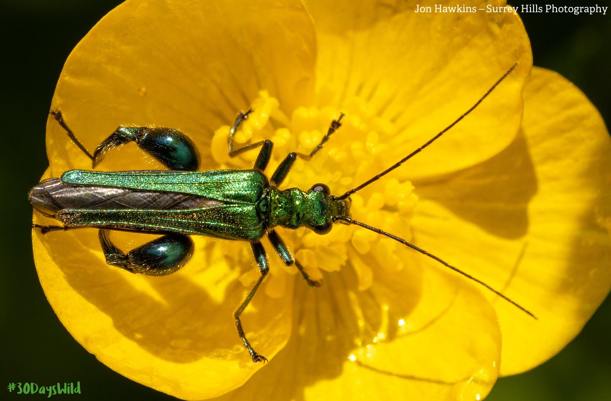 How well do you really know your insects? 🐜 

Are you an expert entomologist or more of a bug beginner? Take our 10-question quiz and put your insect knowledge to the test for #30DaysWild! 

🧠👉 ow.ly/2yxC50VWsaH