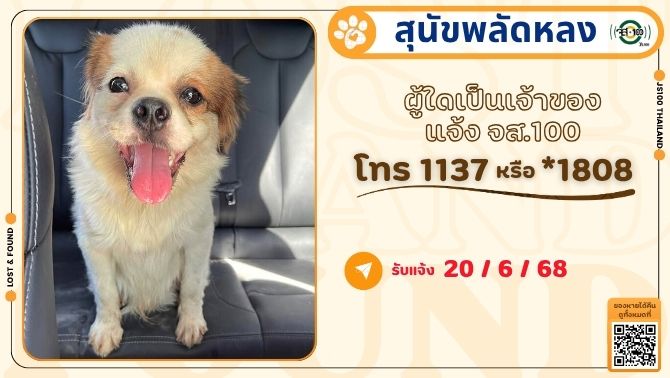 js100radio's tweet photo. พบสุนัขพลัดหลงที่บริเวณตรงข้ามเทศบาลบางพลับ อ.ปากเกร็ด จ.นนทบุรี ผู้ใดเป็นเจ้าของแจ้ง JS100 โทร *1808 หรือ 1137 
https://t.co/6da0UYIc8V https://t.co/4oMGILRjTu