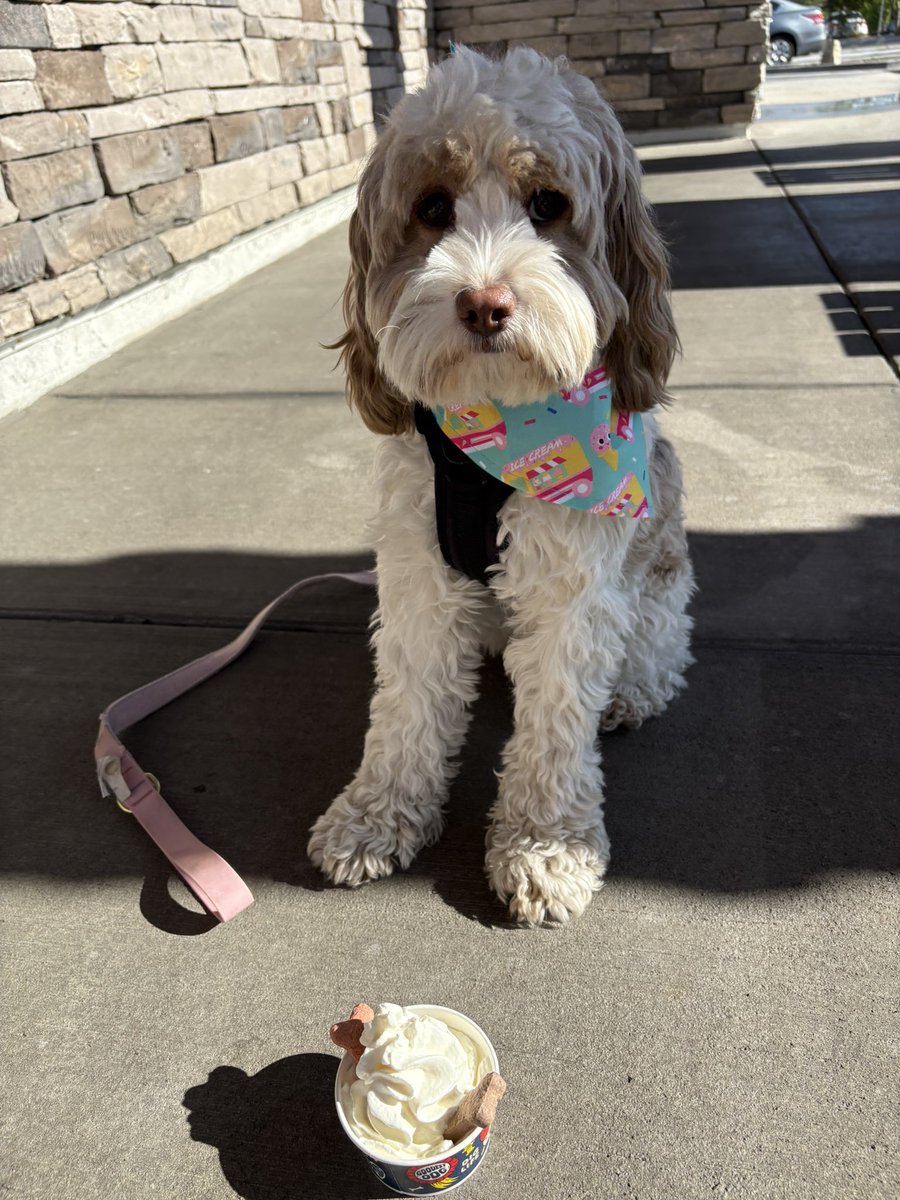 Eric Sorenson (@ericsports360az) on Twitter photo Happy 365th day of existence to this little legend πΆβ€οΈ!
Hope you enjoyed your <a href="/DutchBros/">Dutch Bros Coffee</a> pup cup this morning, Sydneyπ―π!
#TeamCockapoo #RescueDog Happy 365th day of existence to this little legend πΆβ€οΈ!
Hope you enjoyed your <a href="/DutchBros/">Dutch Bros Coffee</a> pup cup this morning, Sydneyπ―π!
#TeamCockapoo #RescueDog