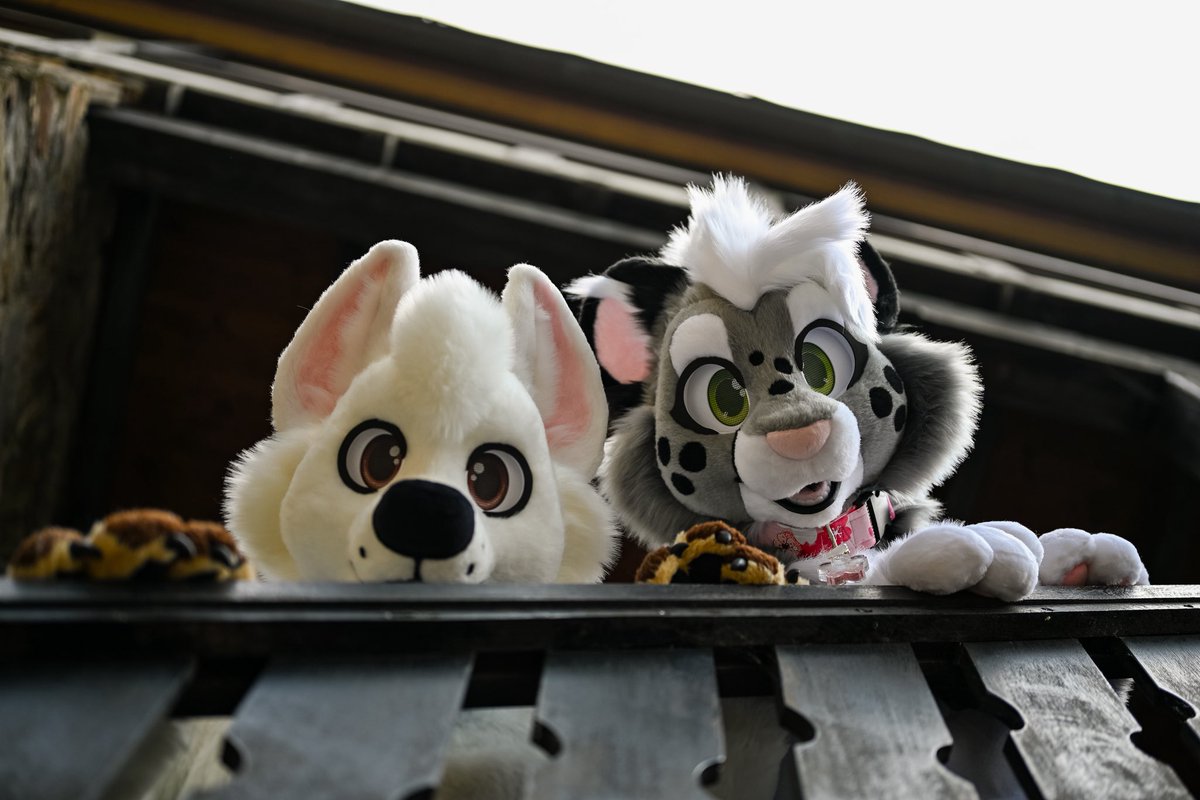 Cats and dogs can be friends!!
Featuring <a href="/Bolt_Cadell/">Boltee</a> 

#fursuitfriday

📸 <a href="/wingedneko/">Winged Neko</a> 
✂️ me