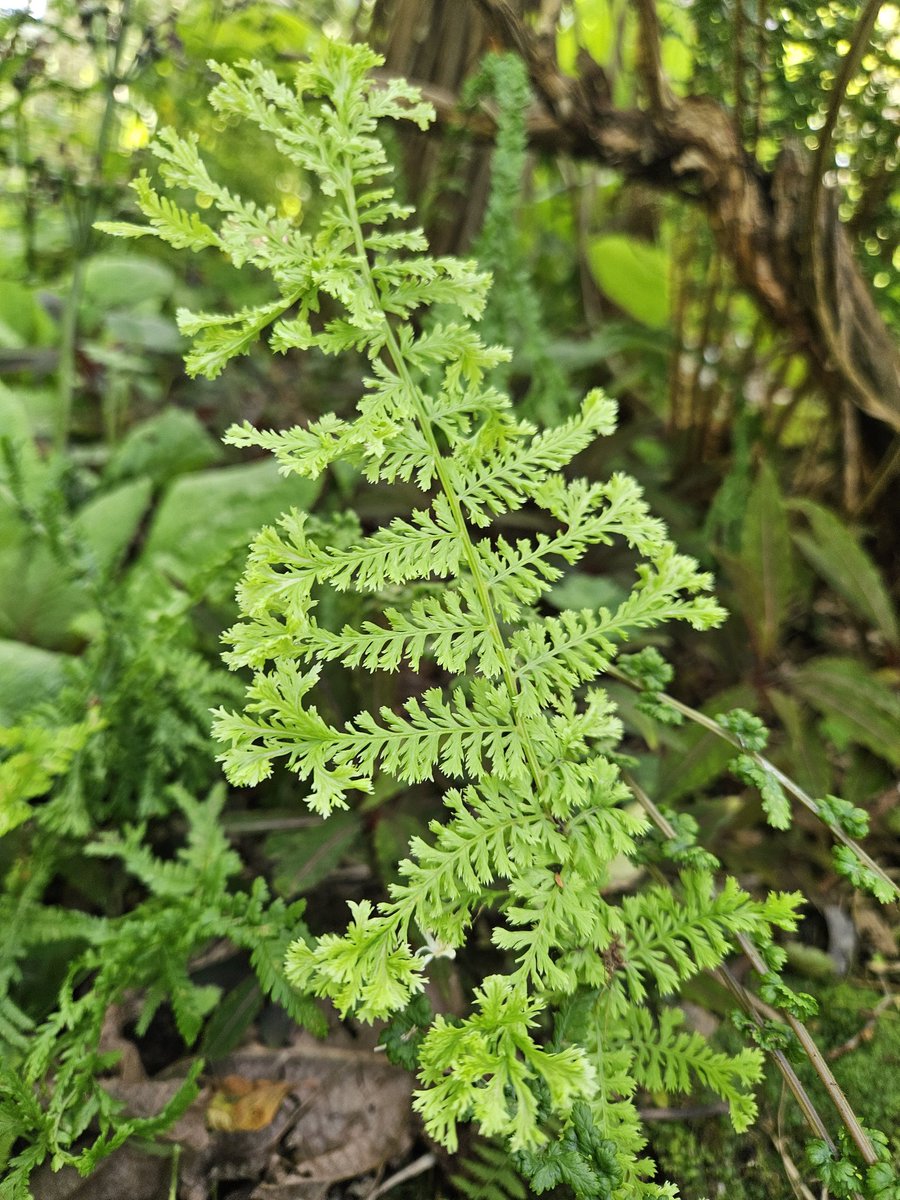 Frilly... a sporeling.
#fernfriday