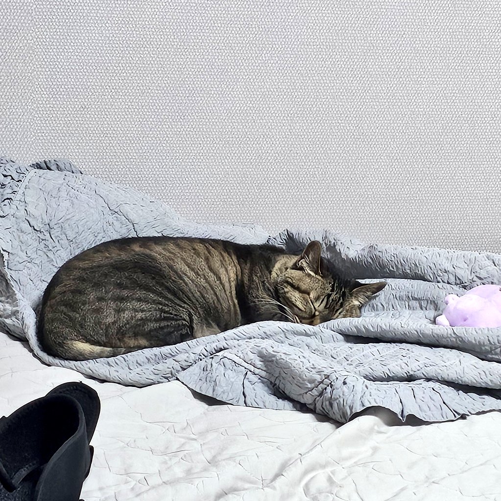 요즘 잠이 많아지심