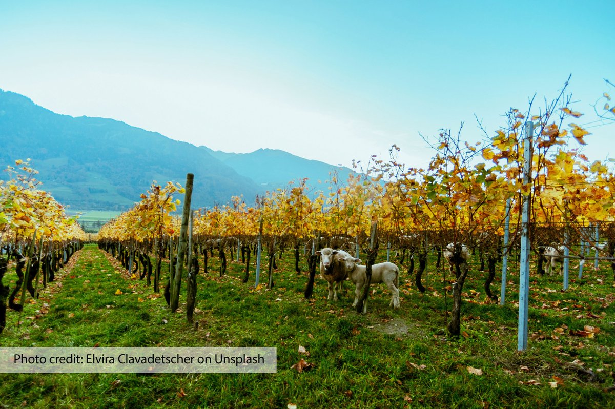 Axel Herrera, Ellen Bruno, and Cristina Lazcano find that regenerative viticulture can be a financially viable approach in new #AREUpdate article “The Profitability of Regenerative Viticulture in Sonoma County, California” Read more: tinyurl.com/apxc5f4v #WineGrapes #CoverCrop