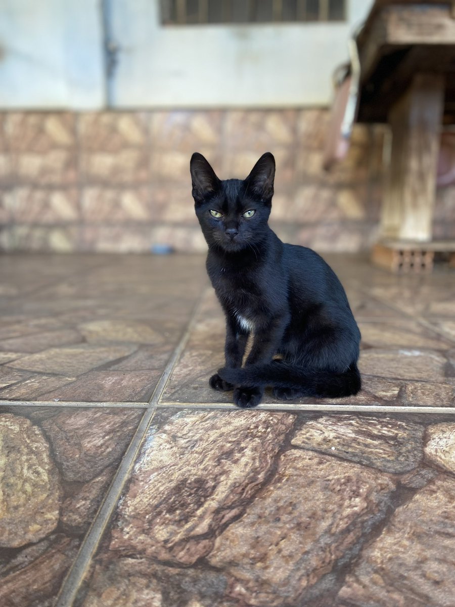 Gatinha FELV+ precisando de adoção em Goiânia. Ela fez exames, está saudável e eu me comprometo com a castração. Tinha sido adotada, mas a pessoa devolveu em dois dias como se ela fosse um nada 😭 Só queria que ela tivesse uma chance e fosse feliz e amada 💔

(62) 99807-0290