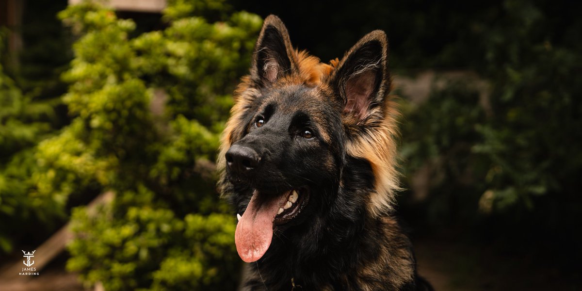JamesHardingFX's tweet image. Meet Wilson 🐾 The newest (and fluffiest) member of the family. 💛
•
#gsd #dogsofinstagram #dogsofinsta #dogs #germanshepards #germanshepherdlover #germanshepherdpuppy #dogphoto #dogphotography #dogphotoshoot #dogphotooftheday #germanshepherdphotos #dogphotos #dogstrust #puppy