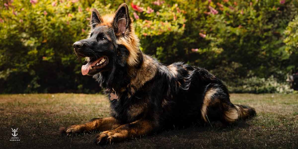 JamesHardingFX's tweet image. Meet Wilson 🐾 The newest (and fluffiest) member of the family. 💛
•
#gsd #dogsofinstagram #dogsofinsta #dogs #germanshepards #germanshepherdlover #germanshepherdpuppy #dogphoto #dogphotography #dogphotoshoot #dogphotooftheday #germanshepherdphotos #dogphotos #dogstrust #puppy