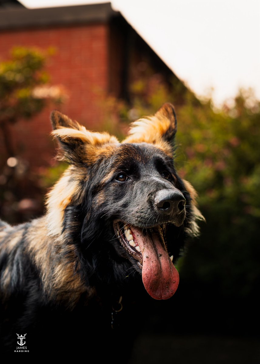 JamesHardingFX's tweet image. Meet Wilson 🐾 The newest (and fluffiest) member of the family. 💛
•
#gsd #dogsofinstagram #dogsofinsta #dogs #germanshepards #germanshepherdlover #germanshepherdpuppy #dogphoto #dogphotography #dogphotoshoot #dogphotooftheday #germanshepherdphotos #dogphotos #dogstrust #puppy