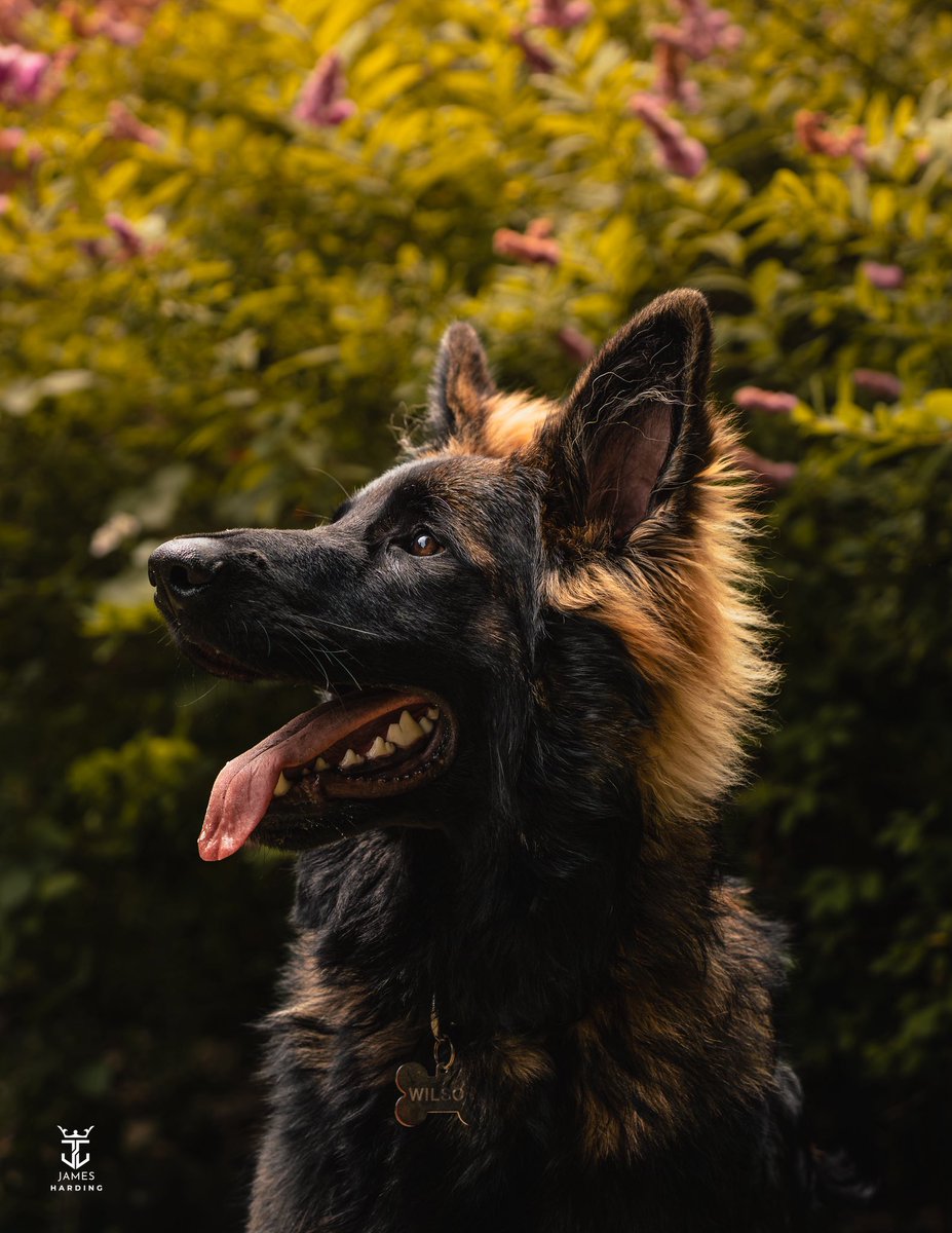 JamesHardingFX's tweet image. Meet Wilson 🐾 The newest (and fluffiest) member of the family. 💛
•
#gsd #dogsofinstagram #dogsofinsta #dogs #germanshepards #germanshepherdlover #germanshepherdpuppy #dogphoto #dogphotography #dogphotoshoot #dogphotooftheday #germanshepherdphotos #dogphotos #dogstrust #puppy