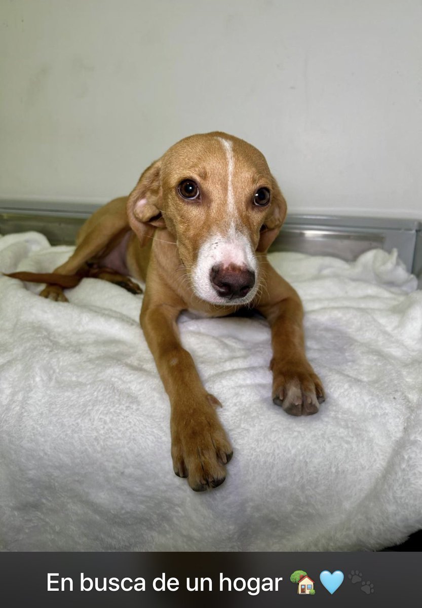 Ayudemos a encontrarle un buen hogar 🙏🏻❤️ su ayuda con un RT
