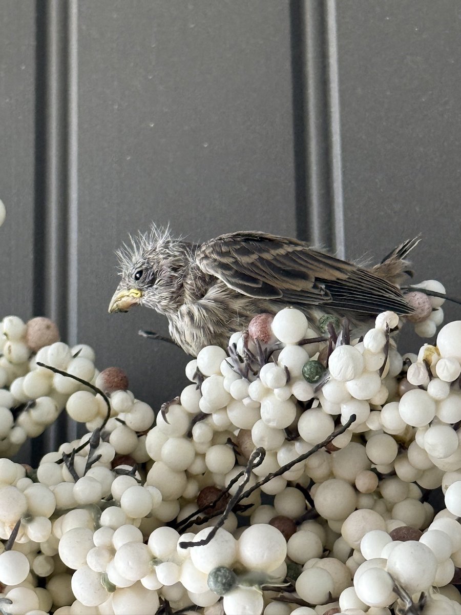 UPDATE: they are moving around and screaming for mama bird regularly. 

There are 5 of them in total snuggled on this wreath.