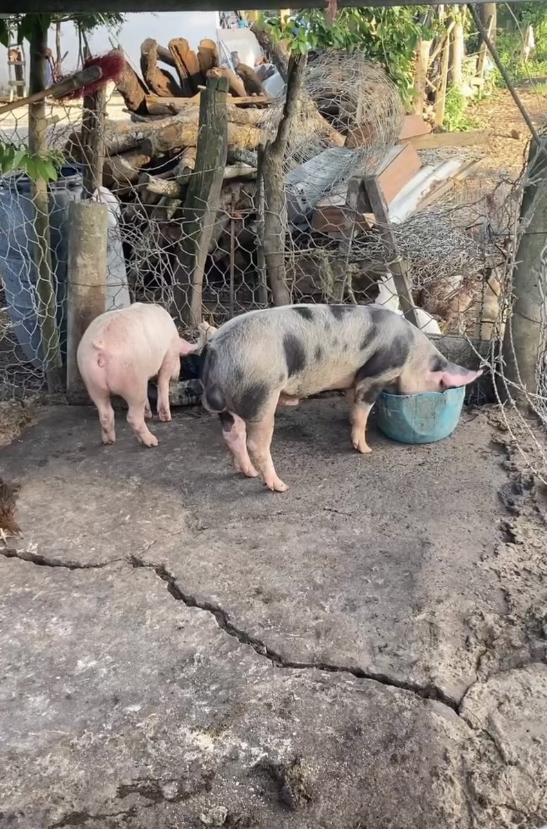 AmSocParasit's tweet image. New in the JP:
Occurrence of Trichinella spiralis Antibodies in Swine Backyard Farms in Veracruz, Mexico.
By Bravo-Ramos, Sánchez-Otero, Sánchez-Montes, Ballados-González, Ortiz-Carbajal, & Vela.
doi.org/10.1645/25-3