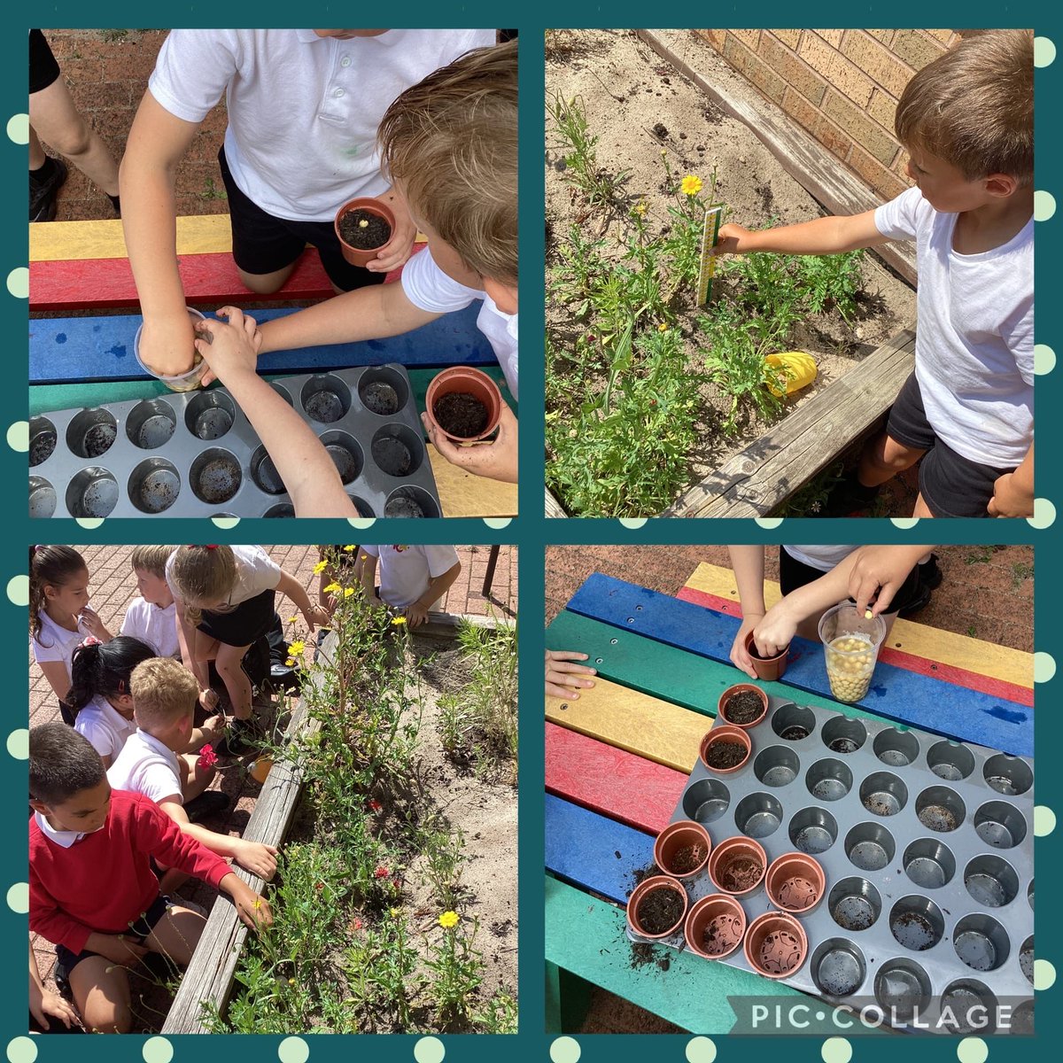In Science, year 1 have been checking how well our plants are growing and we've planted pea seeds!