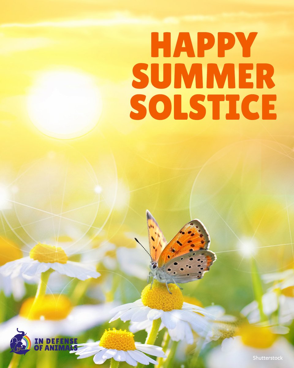 Happy Summer Solstice! 🌞
The longest day brings life, warmth, and wonder — for us &amp; for wild animals.
#SummerSolstice #ProtectWildlife #WildAndFree #InDefenseOfAnimals